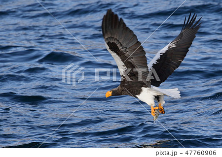 知床半島にオオワシが舞う 47760906