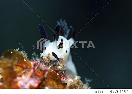 パンダツノウミウシ 47761194