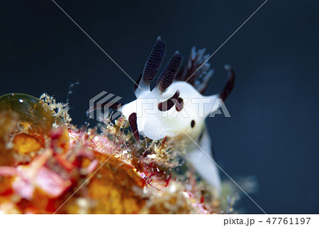 パンダツノウミウシの写真素材