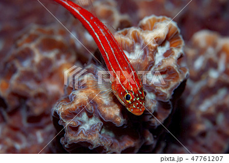 タテジマヘビギンポ タテジマヘビギンポ 47761207