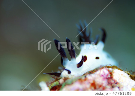 パンダツノウミウシの写真素材