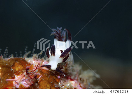 パンダツノウミウシ 47761213