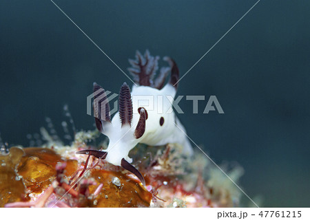 パンダツノウミウシの写真素材