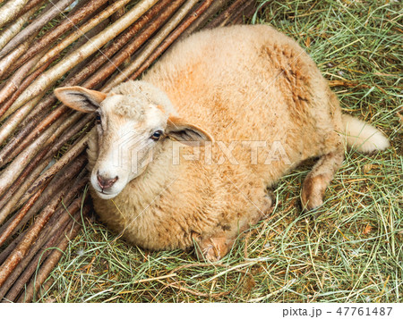 Fluffy sheep is lying on straw in enclosure. Farm Fluffy sheep is lying on straw in enclosure. Farm 47761487