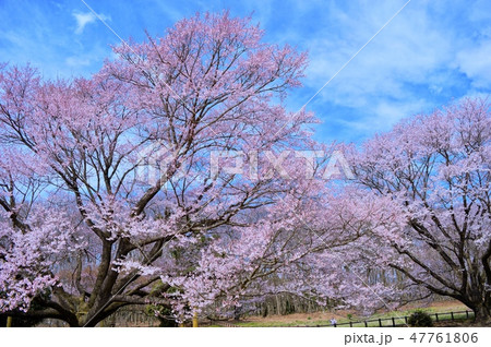 桜に恋して 47761806