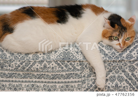 三毛猫 47762356