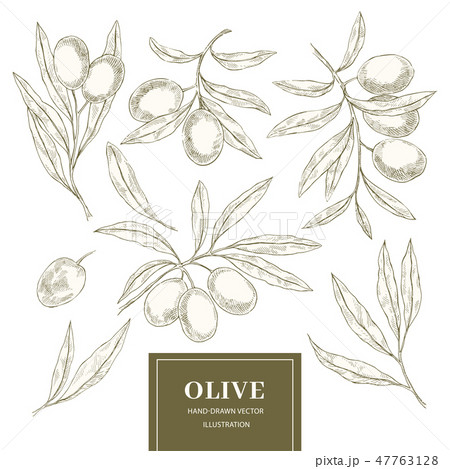 Olive elements collection 47763128