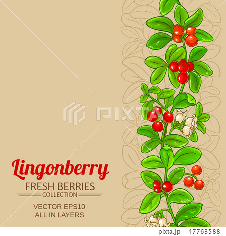 lingonberry vector background 47763588