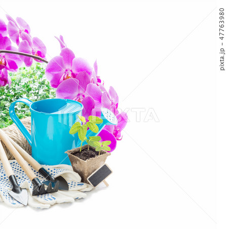 Seedlings in a peat pot and blue watering can 47763980