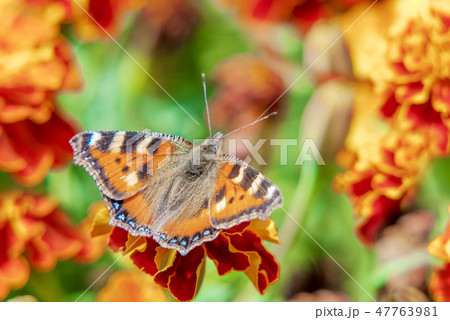 Butterfly urticaria on a flowerbed 47763981