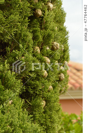 Cypress with cones, vertical frame, sunlight, blurred background 47764462