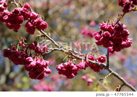 桜 さくら サクラ 47765344