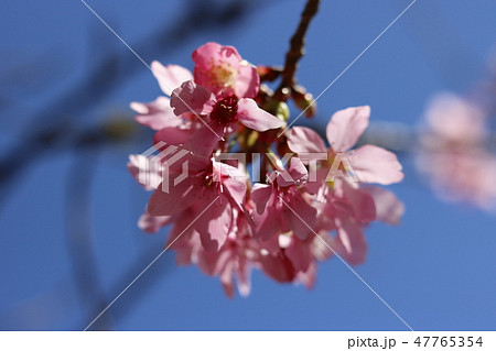 桜 さくら サクラ 47765354