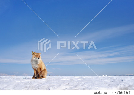 青い空と白い雪とキタキツネ（北海道） 47766161