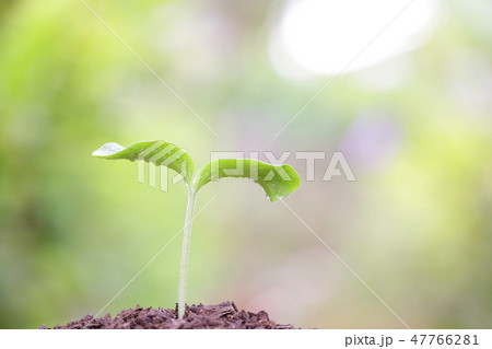 Young green plant growing Young green plant growing 47766281