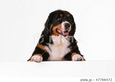 Bernese Mountain Dog on the white background 47766472