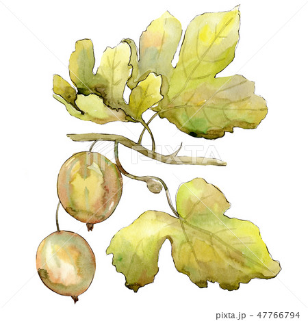Isolated gooseberry illustration element. Green leaf. Watercolor background illustration set 47766794