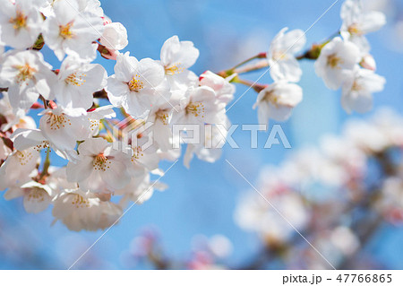 青空に映える桜 青空に映える桜 47766865
