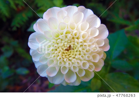 White dahlia bud in the garden in spring or summer. 47768263