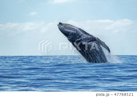 humpback whale breaching 47768521