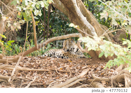 Jaguar from Pantanal, Brazil Jaguar from Pantanal, Brazil 47770132