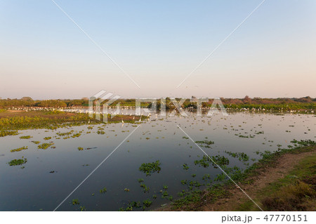 Beautiful Pantanal landscape, South America 47770151