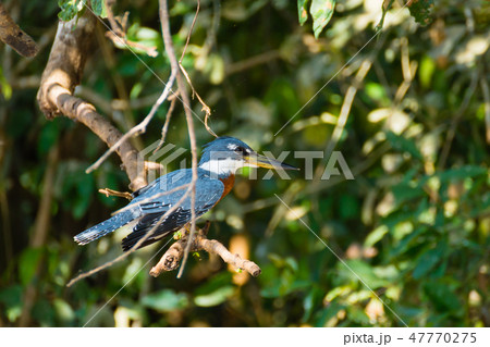 Ringed kingfisher on the nature in Pantanal,Brazil Ringed kingfisher on the nature in Pantanal,Brazil 47770275