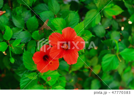 blooming red flower chinese rose blooming red flower chinese rose 47770383