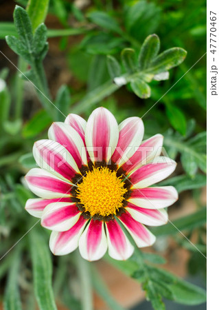 White african daisy with purple stripes in garden. White african daisy with purple stripes in garden. 47770467