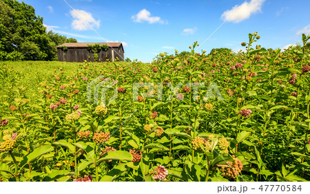 Barn in a field in Central Kentucky 47770584