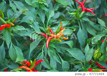 唐辛子 唐辛子 47771404