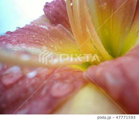 Interior view of a pink flower with waterdrops Interior view of a pink flower with waterdrops 47771593