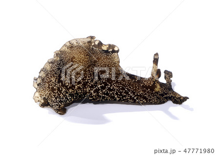 アメフラシ 47771980