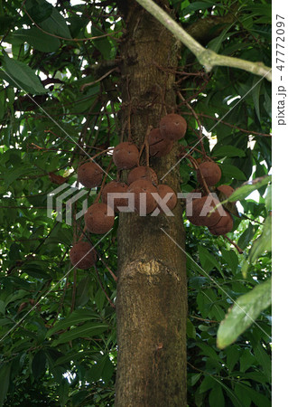 ホウガンノキ　 47772097