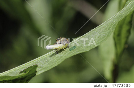 ネコハエトリ 47772589