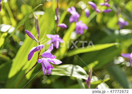 シランの花 シランの花 47772672