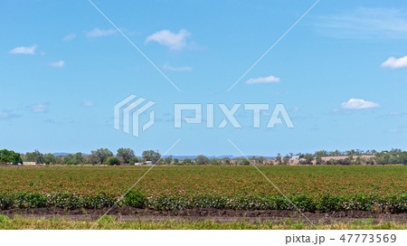 Crop Of Cotton Just Beginning To Mature 47773569
