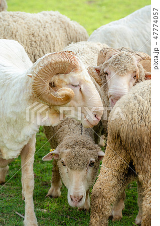 Sheep on green grass field in farm house. 47774057