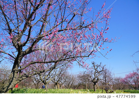 和泉リサイクル公園 梅園 大阪府 和泉リサイクル公園 梅園 大阪府 47774599