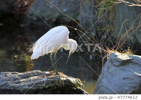 エサを探すコサギ エサを探すコサギ 47774612