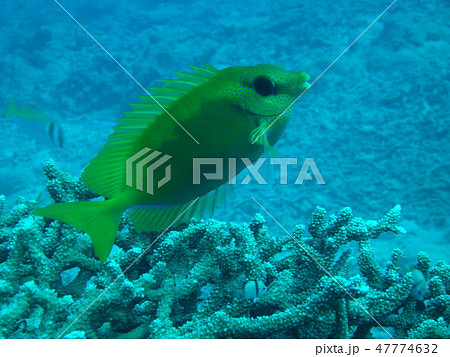 熱帯魚 熱帯魚 47774632