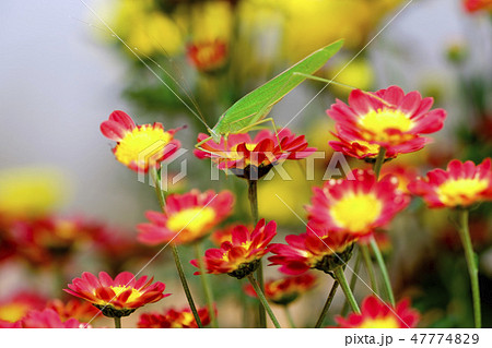 赤い菊とバッタ 47774829