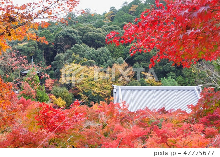 京都永観堂禅林寺の秋 京都永観堂禅林寺の秋 47775677