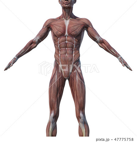 男性 解剖 筋肉 ３dcg イラスト素材のイラスト素材