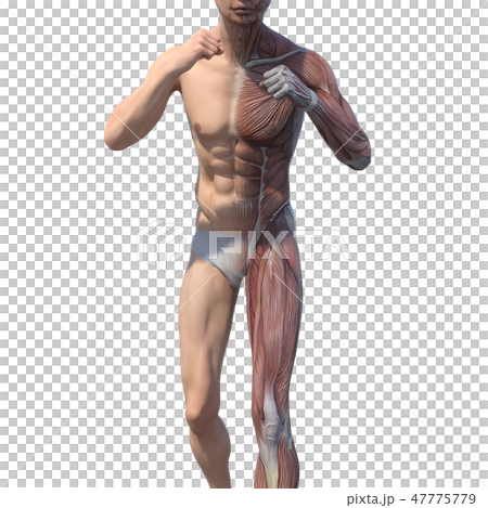 Male anatomy muscle 3DCG illustration material Male anatomy muscle 3DCG illustration material 47775779