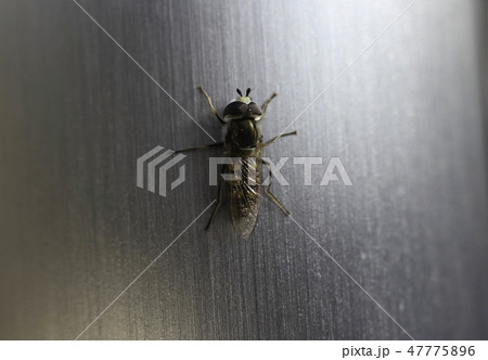 ナミホシヒラタアブ 47775896