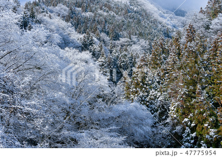 霧氷の木々 霧氷の木々 47775954