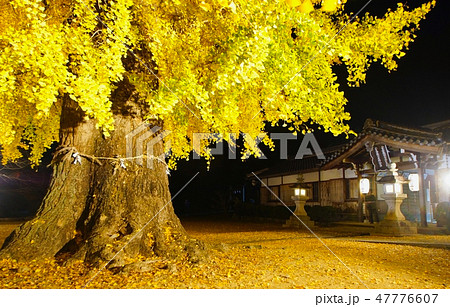 丹生酒殿神社のイチョウの木 ライトアップ 和歌山県伊都郡かつらぎ町 丹生酒殿神社のイチョウの木 ライトアップ 和歌山県伊都郡かつらぎ町 47776607