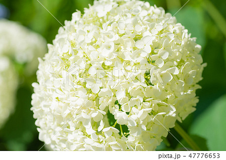 白い紫陽花 群馬下仁田あじさい園 の写真素材