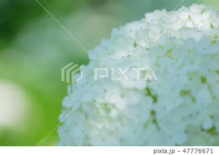 白い紫陽花 群馬下仁田あじさい園 の写真素材